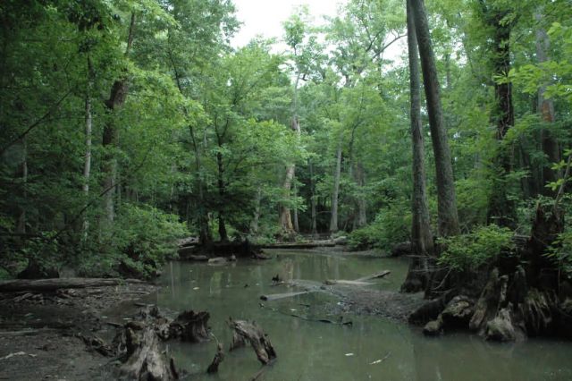 Cache River National Wildlife Refuge Picture