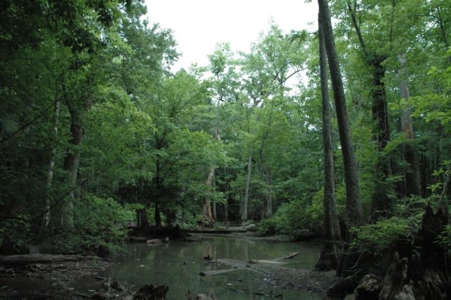 Cache River National Wildlife Refuge Picture