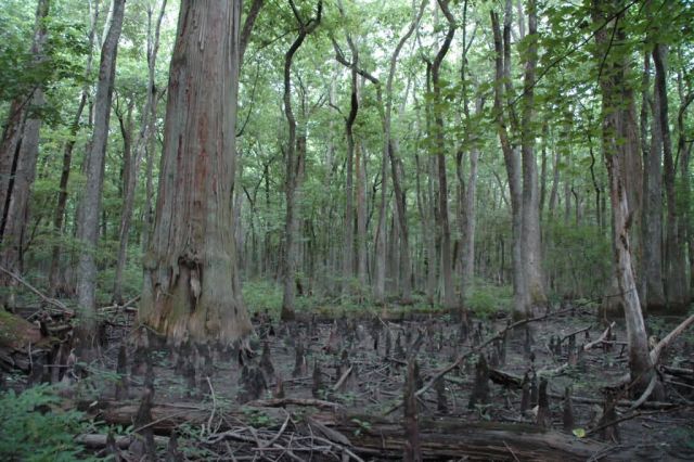 Cache River National Wildlife Refuge Picture