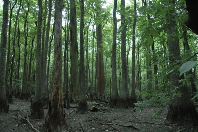 Cache River National Wildlife Refuge Picture