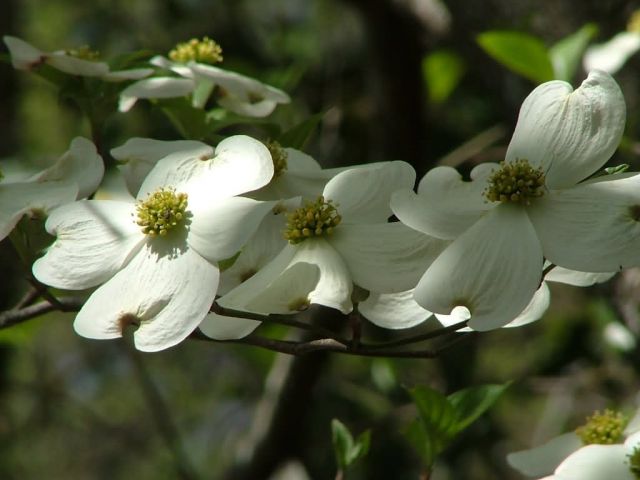 Dogwood Blooms Picture
