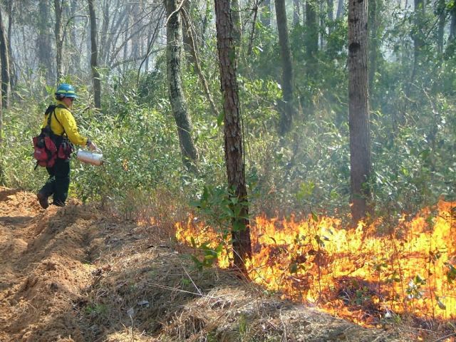 Prescribed burning Picture