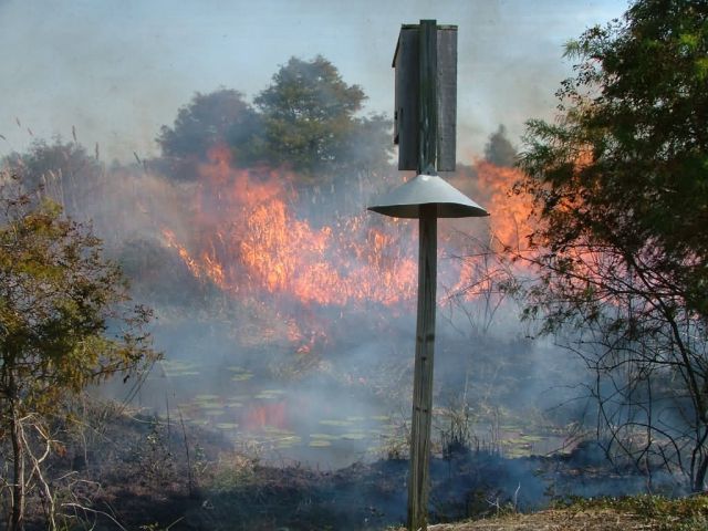 Prescribed burn for habitat improvement Picture