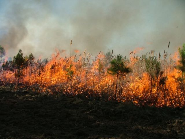 Prescribed Burn Picture