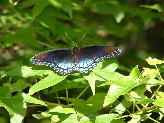 Red Spotted Purple Butterfly Picture