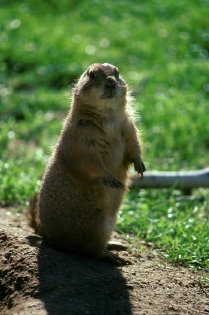 Prairie Dog Picture