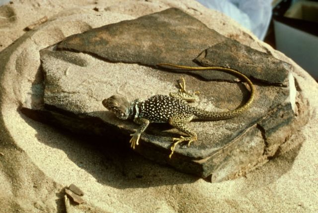 Collard lizard Picture