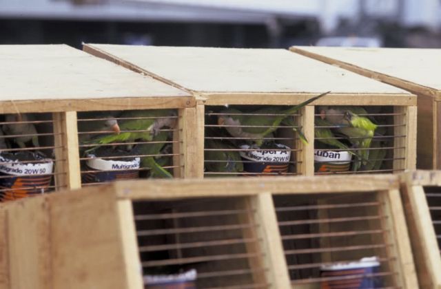 USFWS Inspection of Quaker Parakeet Shipment from Uruguay Picture