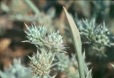 Delta Coyote Thistle Picture