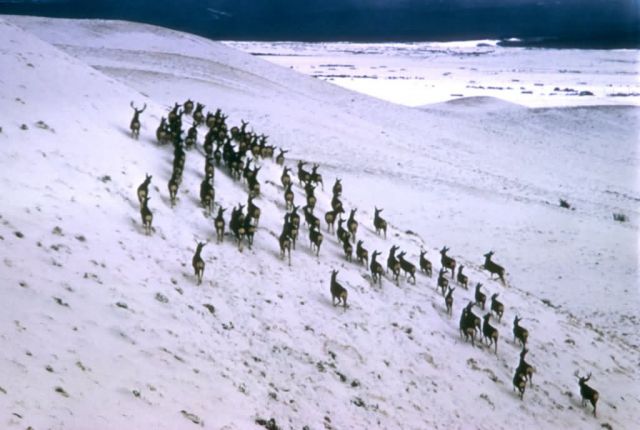 Mule Deer Herd Picture