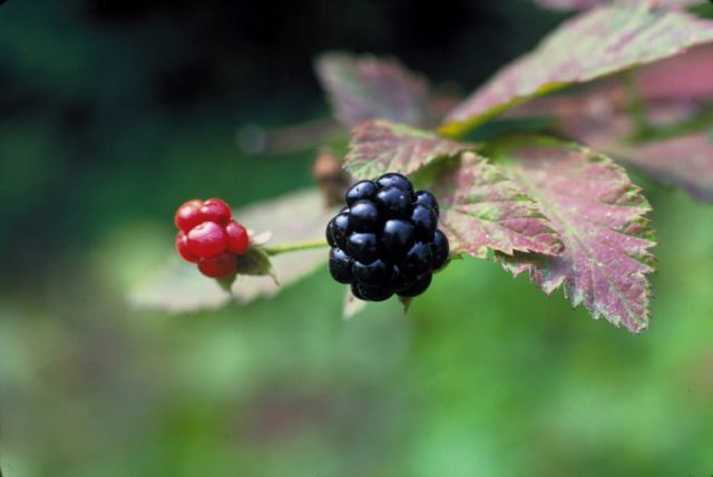 Blackberry Picture