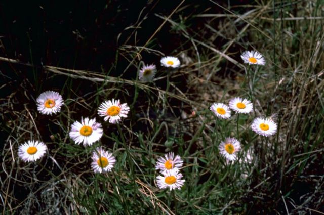 Fleabane Aster Picture