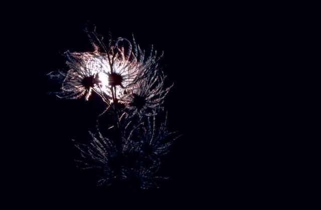 Apache Plume Picture