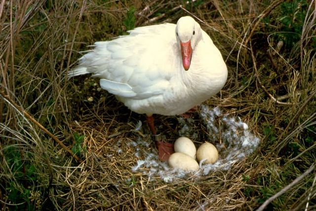 Snow Goose on Nest Picture