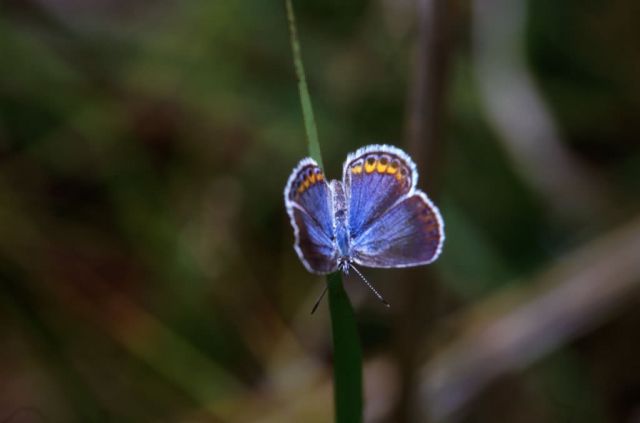 Karner Blue Butterfly Picture