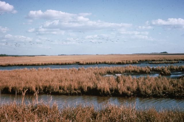 WO 681 Marsh Wetlands Blackwater NWR Picture