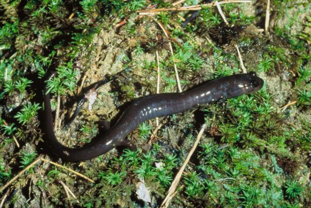 Red Hills Salamander Picture