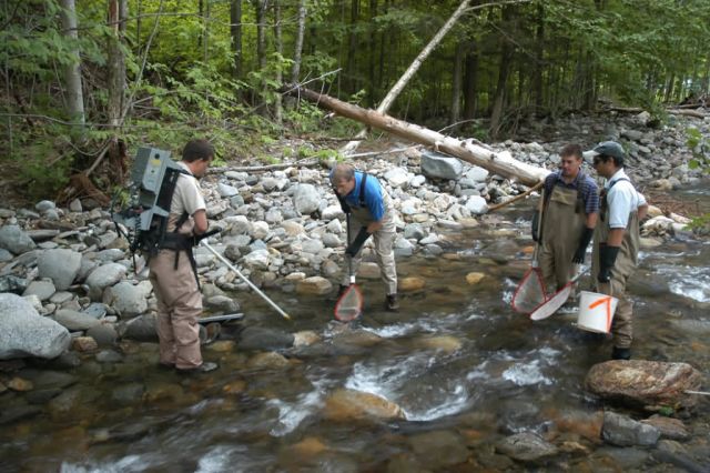 WOE241 Electroshocking Fish Picture