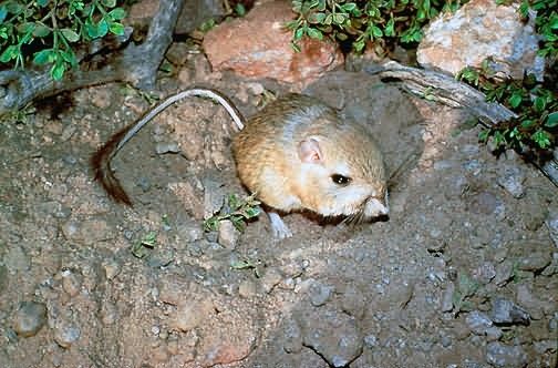 Kangeroo Rat Picture