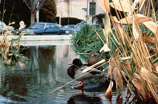 Urban Wildlife, Washington, DC Picture
