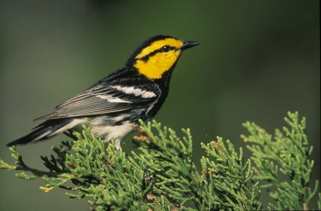 WO5228 Golden-Cheeked Warbler Picture
