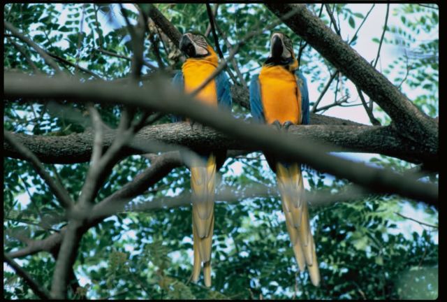 Macaws Picture
