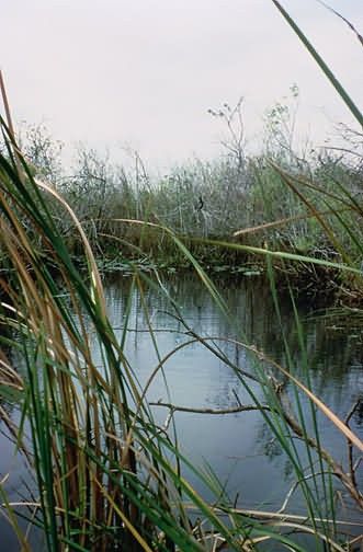 WO 713 Everglades National Park Picture