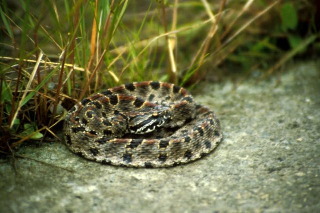 Pigmy Rattlesnake Picture
