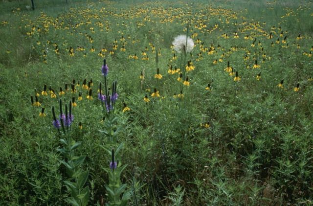 WO4696 South Dakota Wildflowers Picture