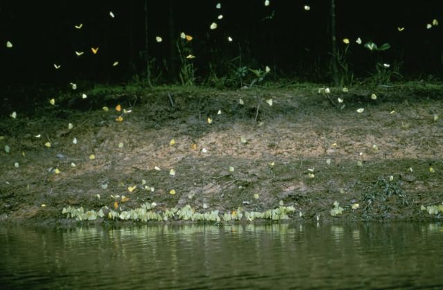 WO169 Butterflies on Rio Napo, Ecuador Picture