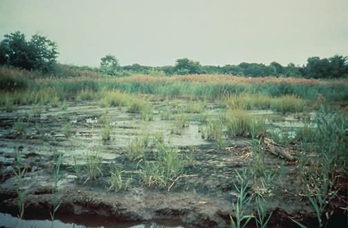 WO4335 Coastal Marsh Restoration Picture
