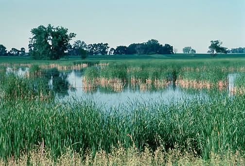 WO4592 Wetland Pothole, Upper Mid-West Picture