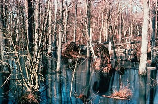WO4320 Wetland, Upland Wood Swamp Picture