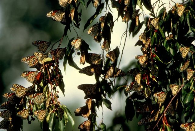 Monarch Butterflies Picture