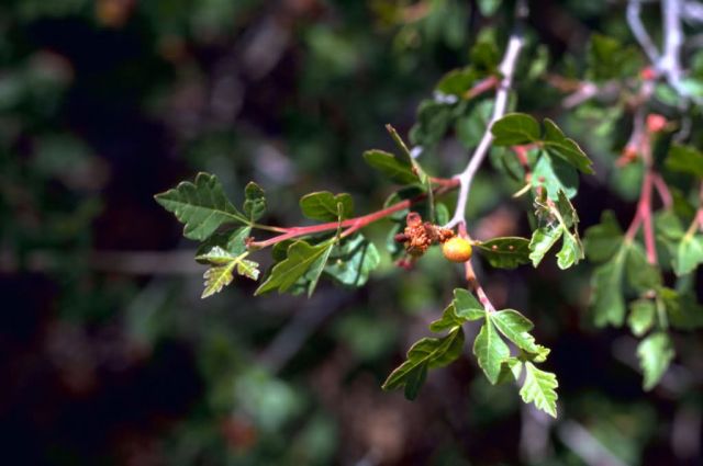 Lemonda Sumac Picture