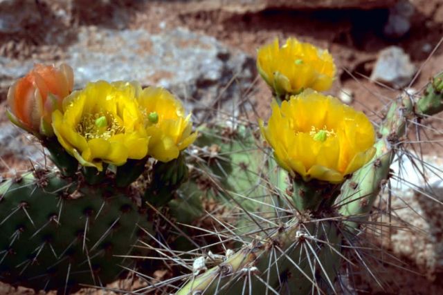 Prickly Pear Cactus Picture