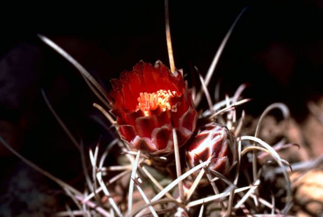 Fishhook cactus Picture