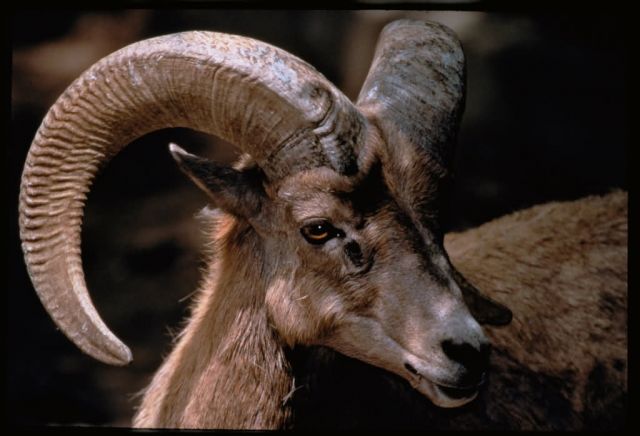 Desert Bighorn Picture