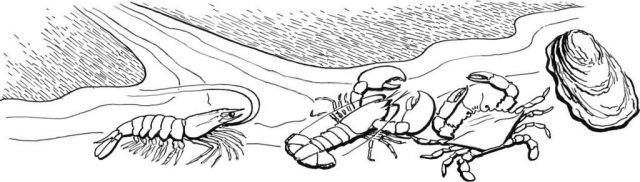 Shellfish Picture