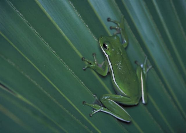 Green Tree Frog Picture