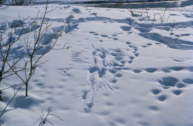 WO5178 Predator/Prey Activity Picture