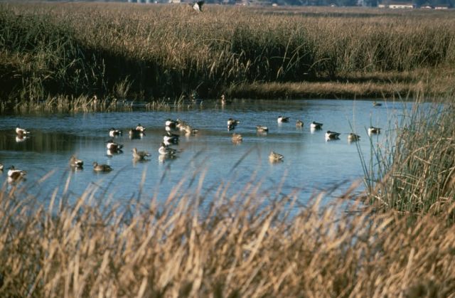 WO5154 Sacramento NWR Picture