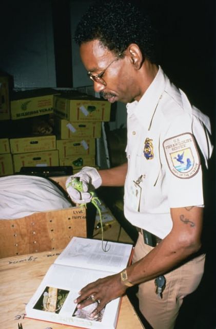 Inspection and Identification of Iguana Picture