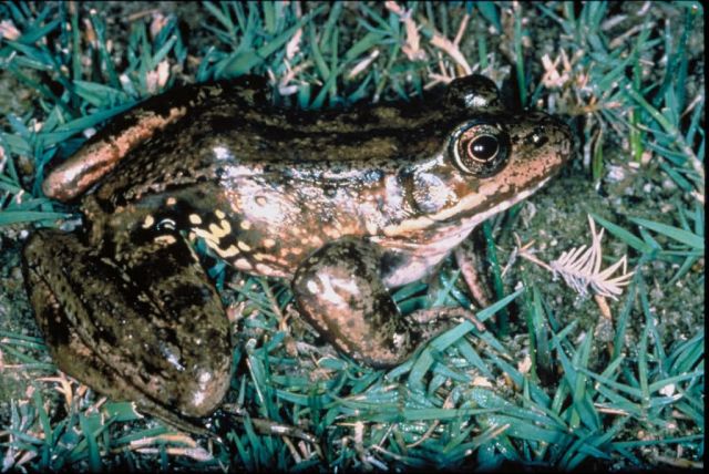 Red-legged frog Picture