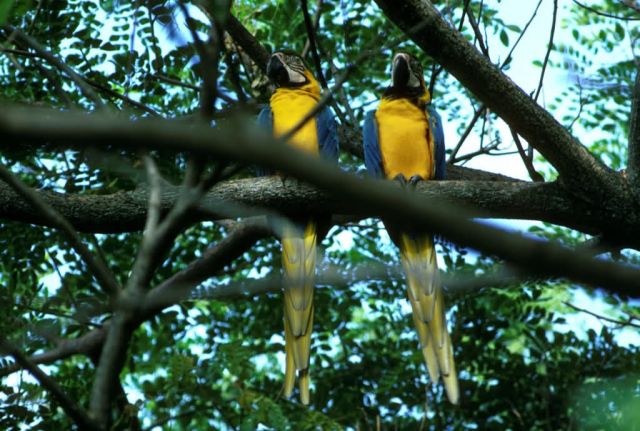 Blue and Yellow Macaws Picture