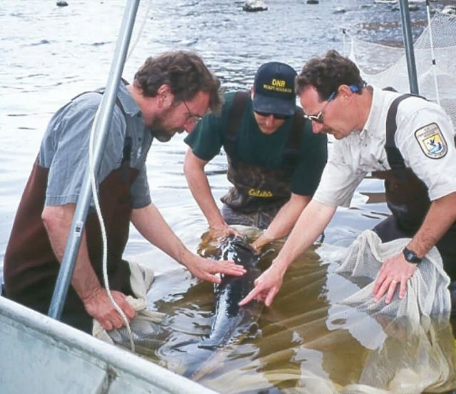 WOE100 Federal and State biologist work with Native American Tribes to manage the lake sturgeon Picture