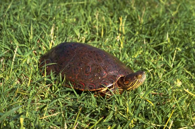 Big Bend Slider Picture