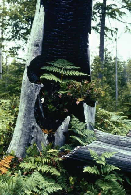 WO1337 Ferns and Tree Stump Picture