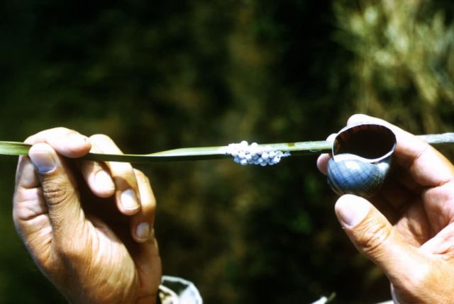 Apple Snail Shell and Eggs Picture
