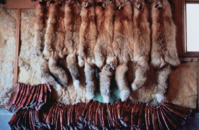 Confiscated Red Fox Skins Picture